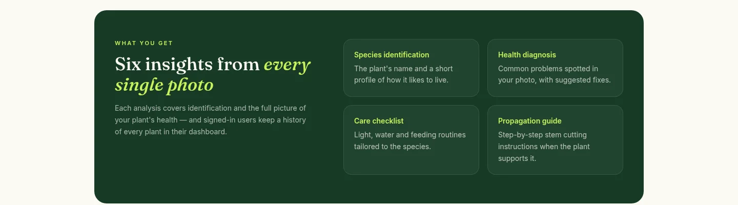 Six insights from every single photo — species identification, health diagnosis, care checklist, propagation guide